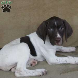 Gracie, German Shorthaired Pointer Puppy